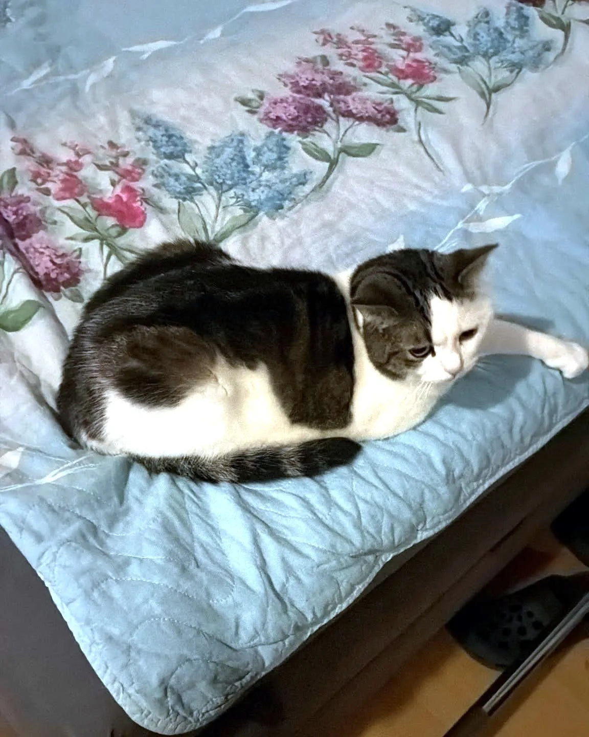 Handyfoto eines weiß-getigerten Katers auf dem Bett